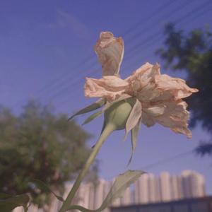 全球顶级AV网站在线
