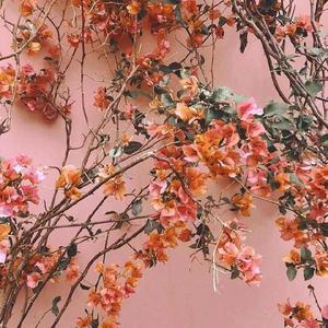 全球顶级AV网站在线
